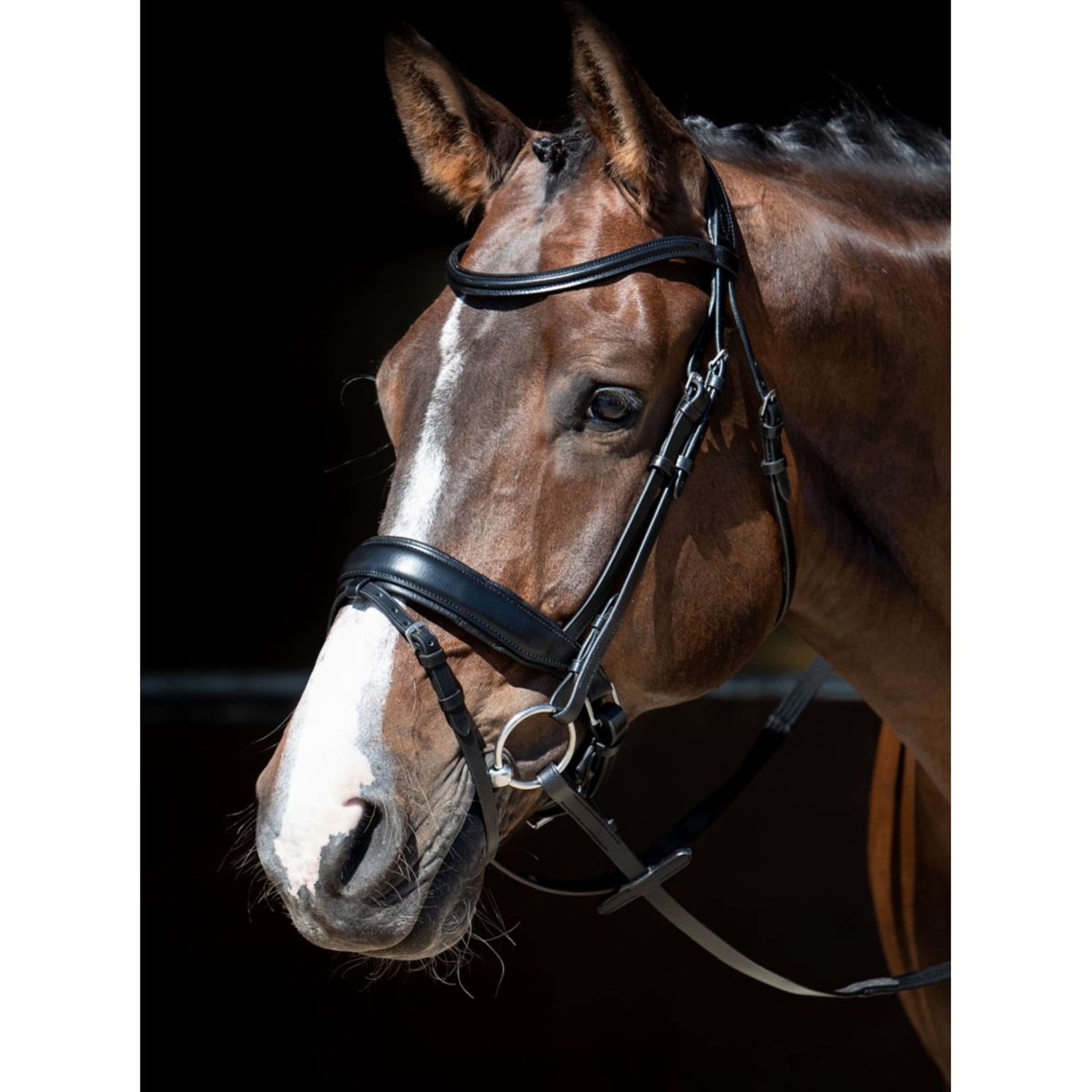 Harry's Horse Bridle MM Foramen Free Black