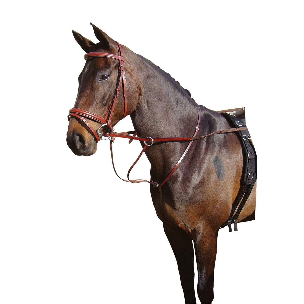 Harry's Horse Running Martingale Brown