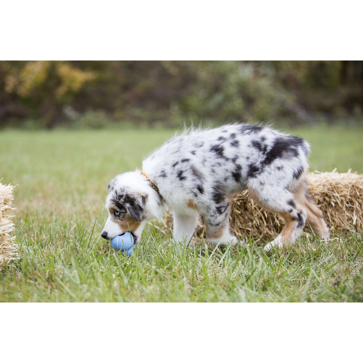 KONG Puppy Pink/blue