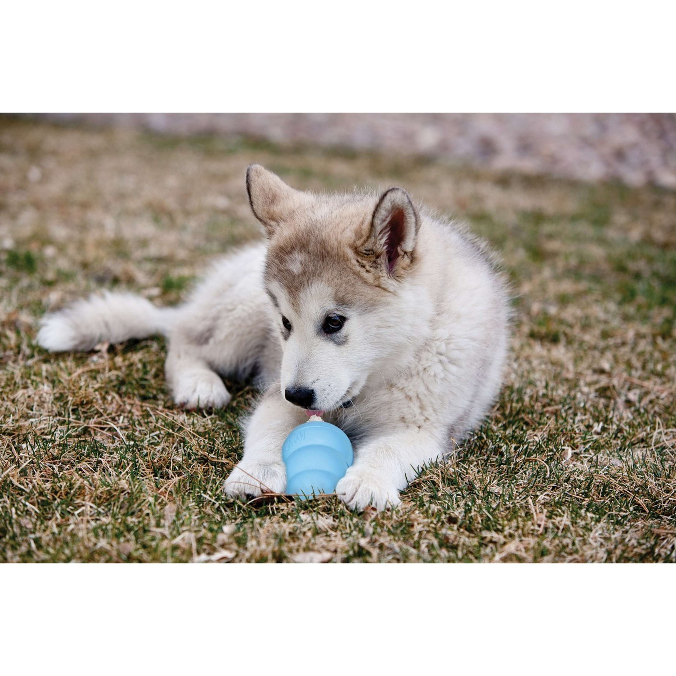 KONG Puppy Pink/blue