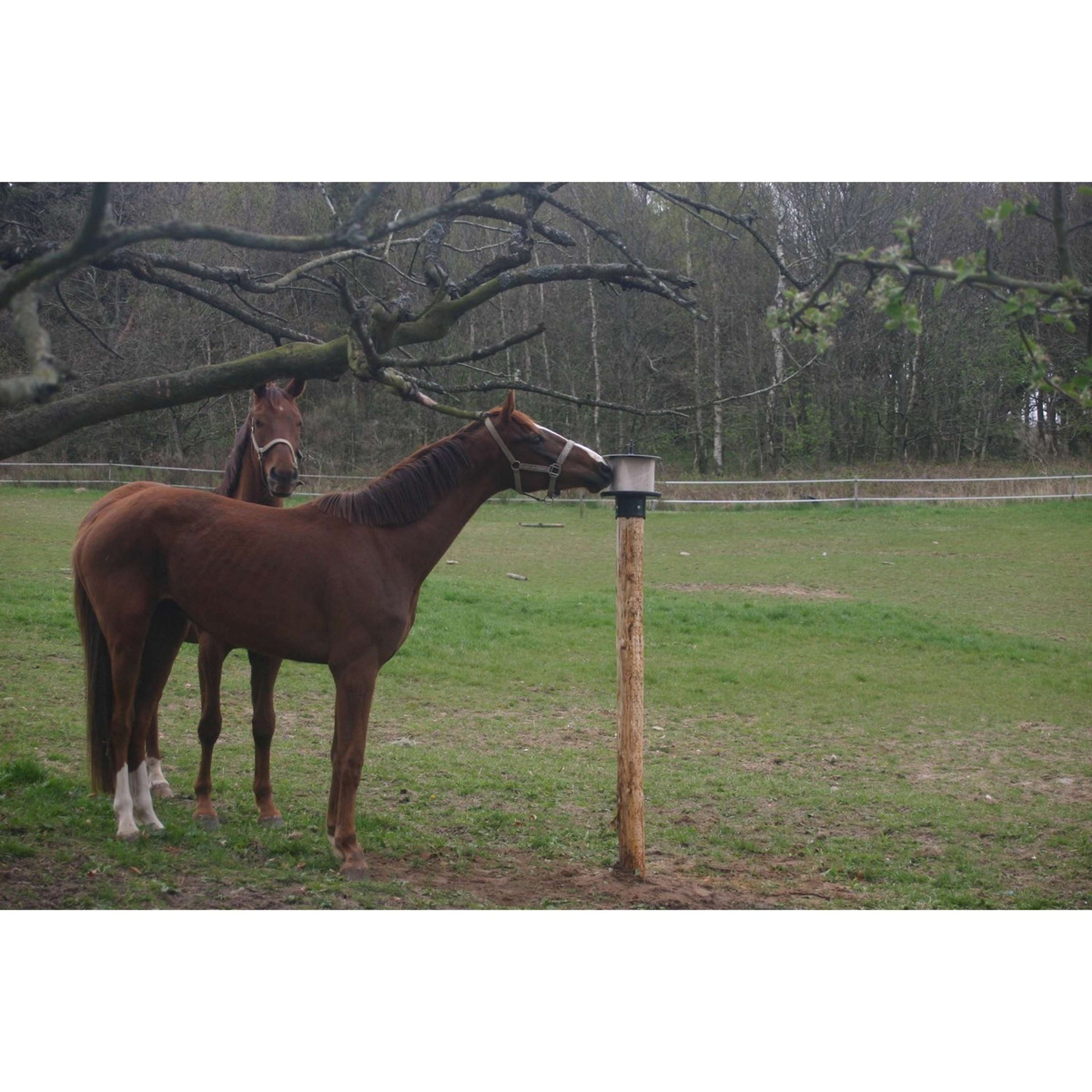 Agradi Lickblock holder for on Post Plastic for 10kg Agradi Lickblock holder for on Post Plastic for 10kg