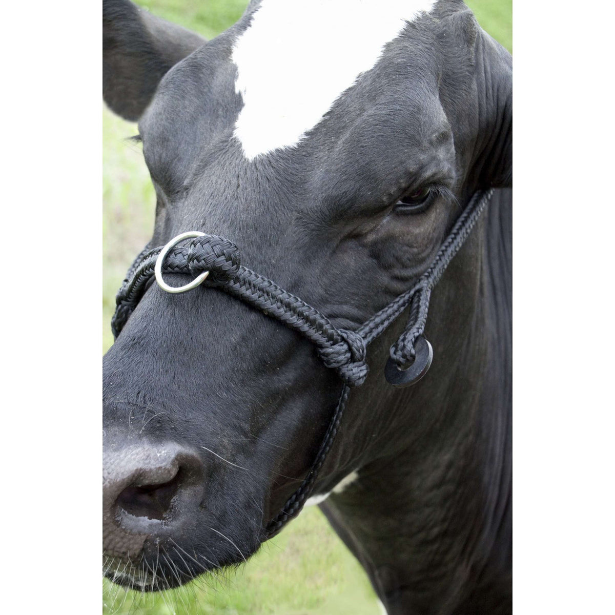 Agradi Cow halter adjustable wide Black