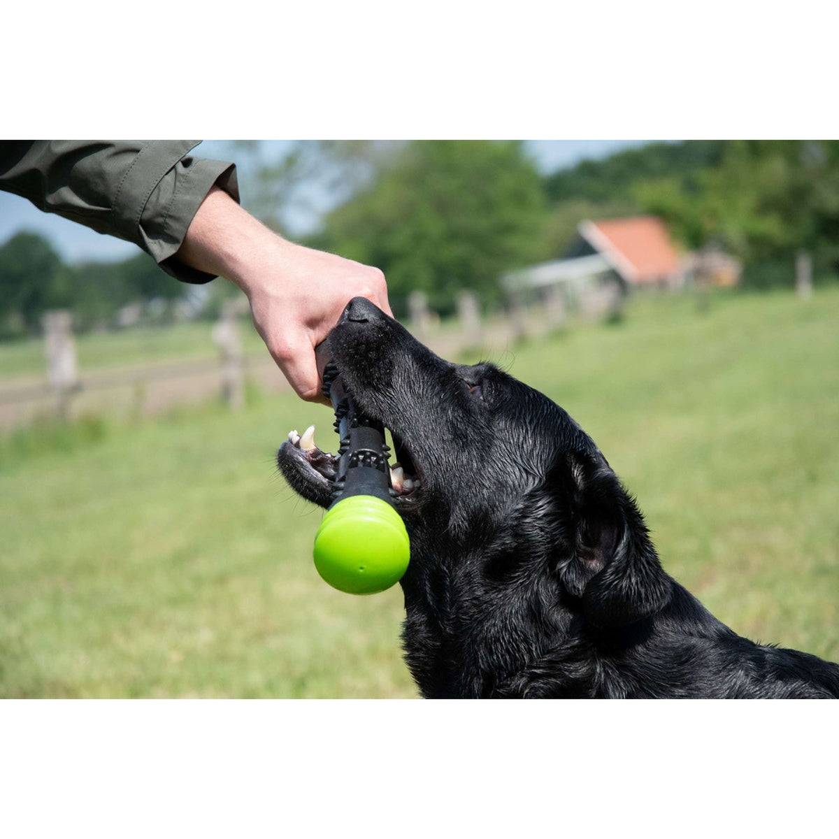 Dog Comets Throwing Stick Meteor Green