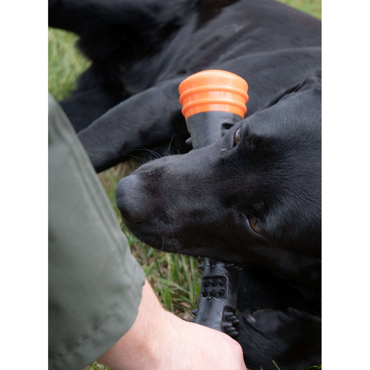 Dog Comets Throwing Stick Meteor Orange