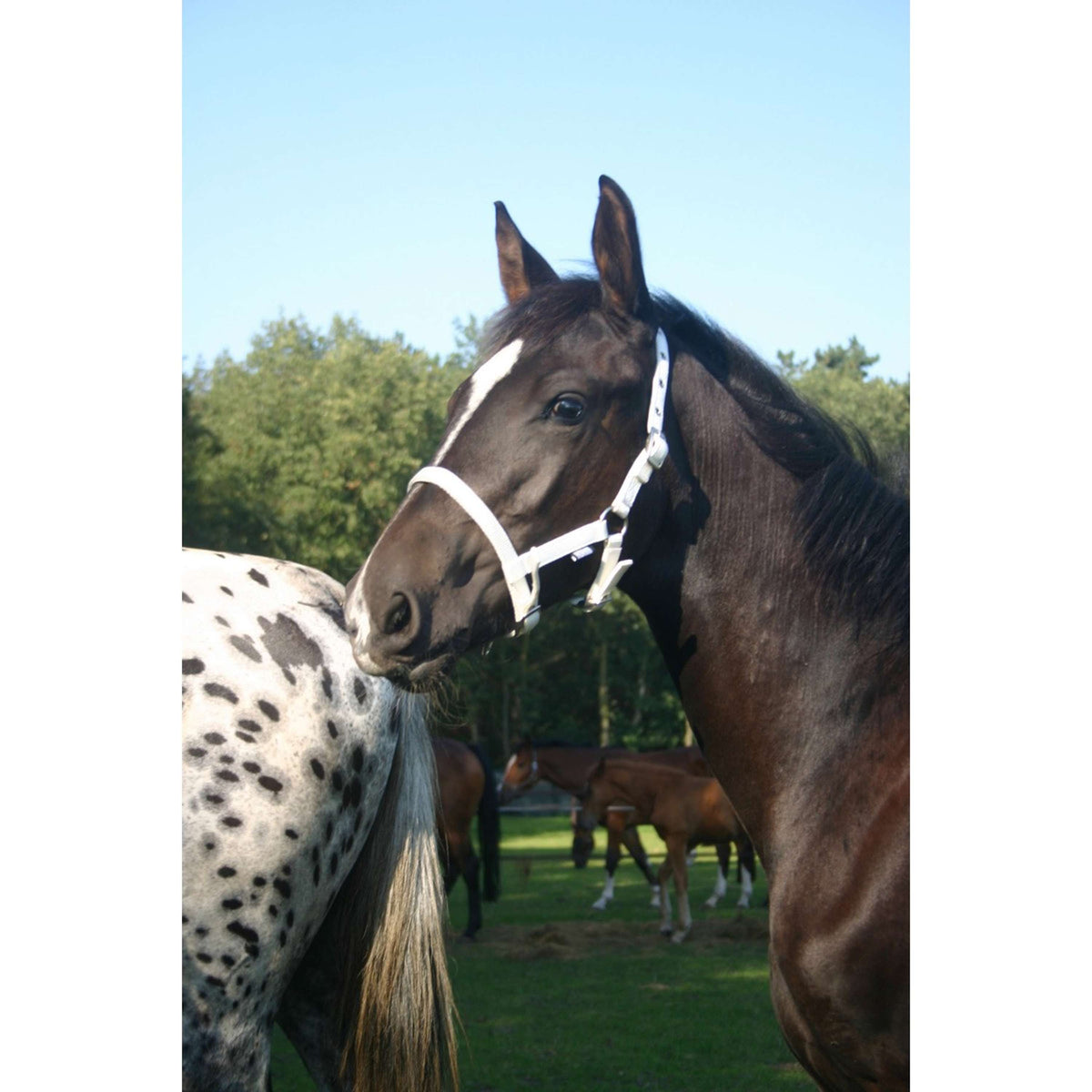 HORKA Foal Halter White