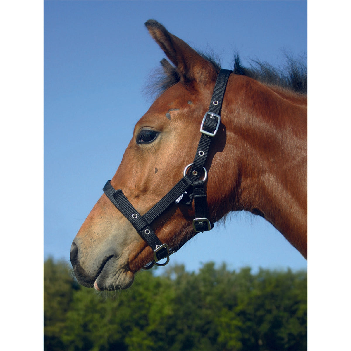 HORKA Foal Halter Black