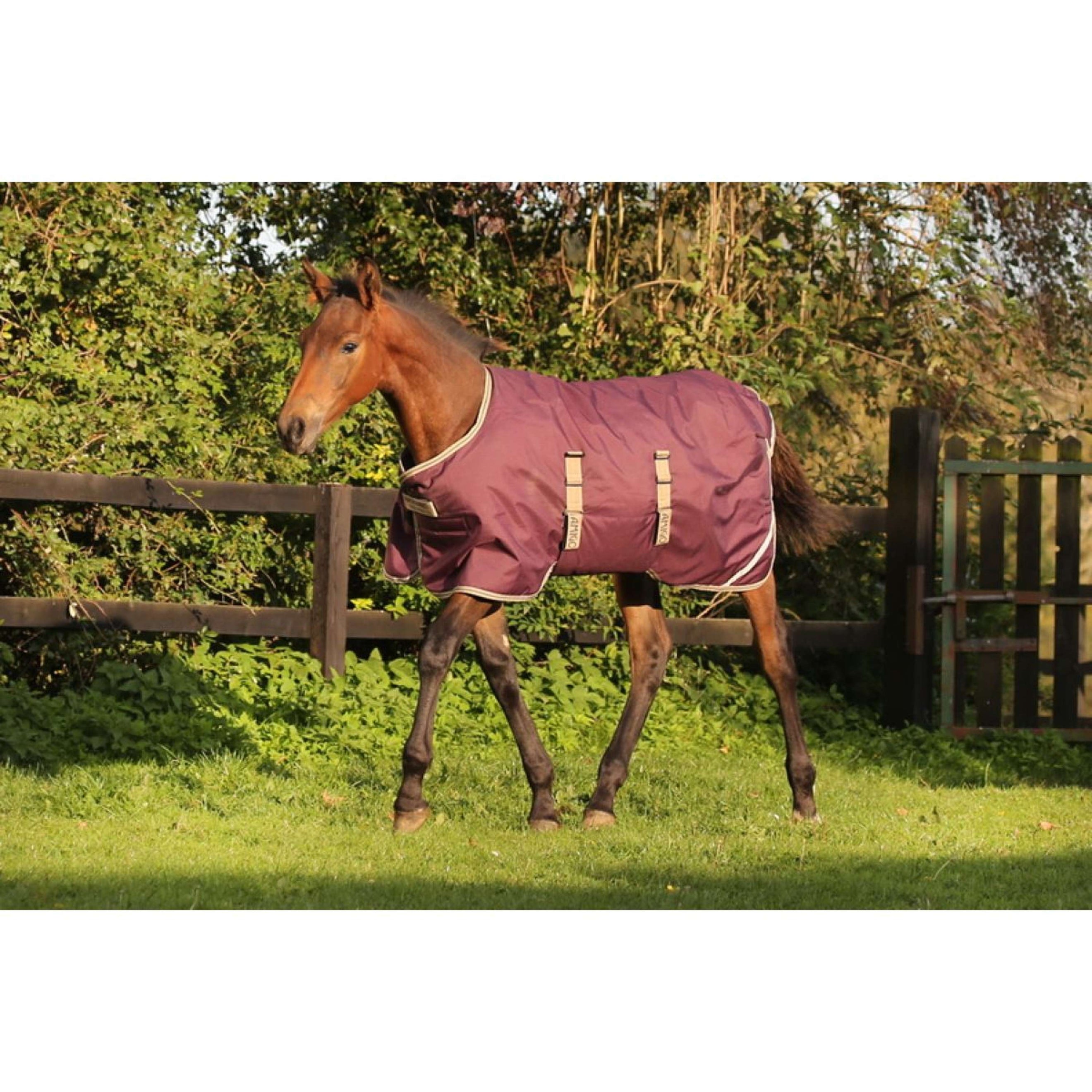 Amigo Foal Rug Fig/Navy/Tan