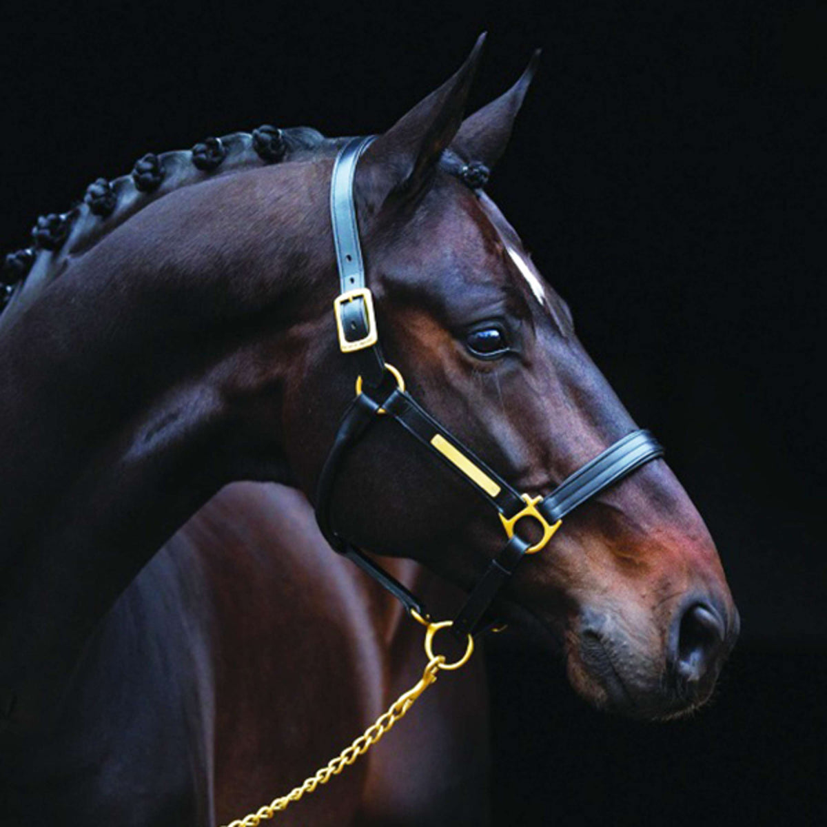 Amigo Leather Headcollar Black