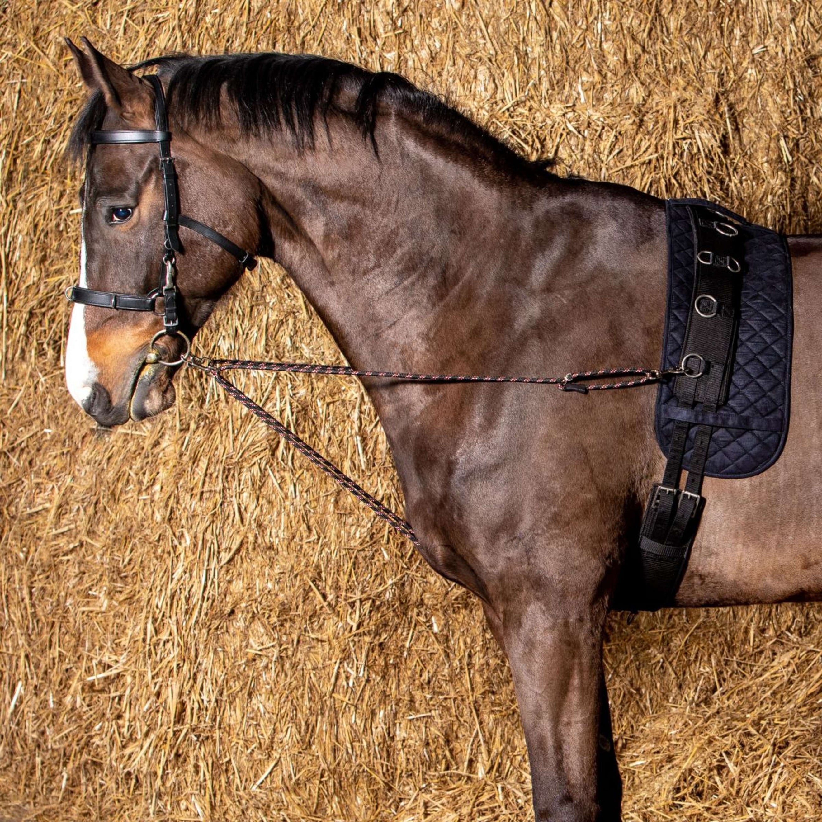 Harry's Horse Lunging Line V-line Black