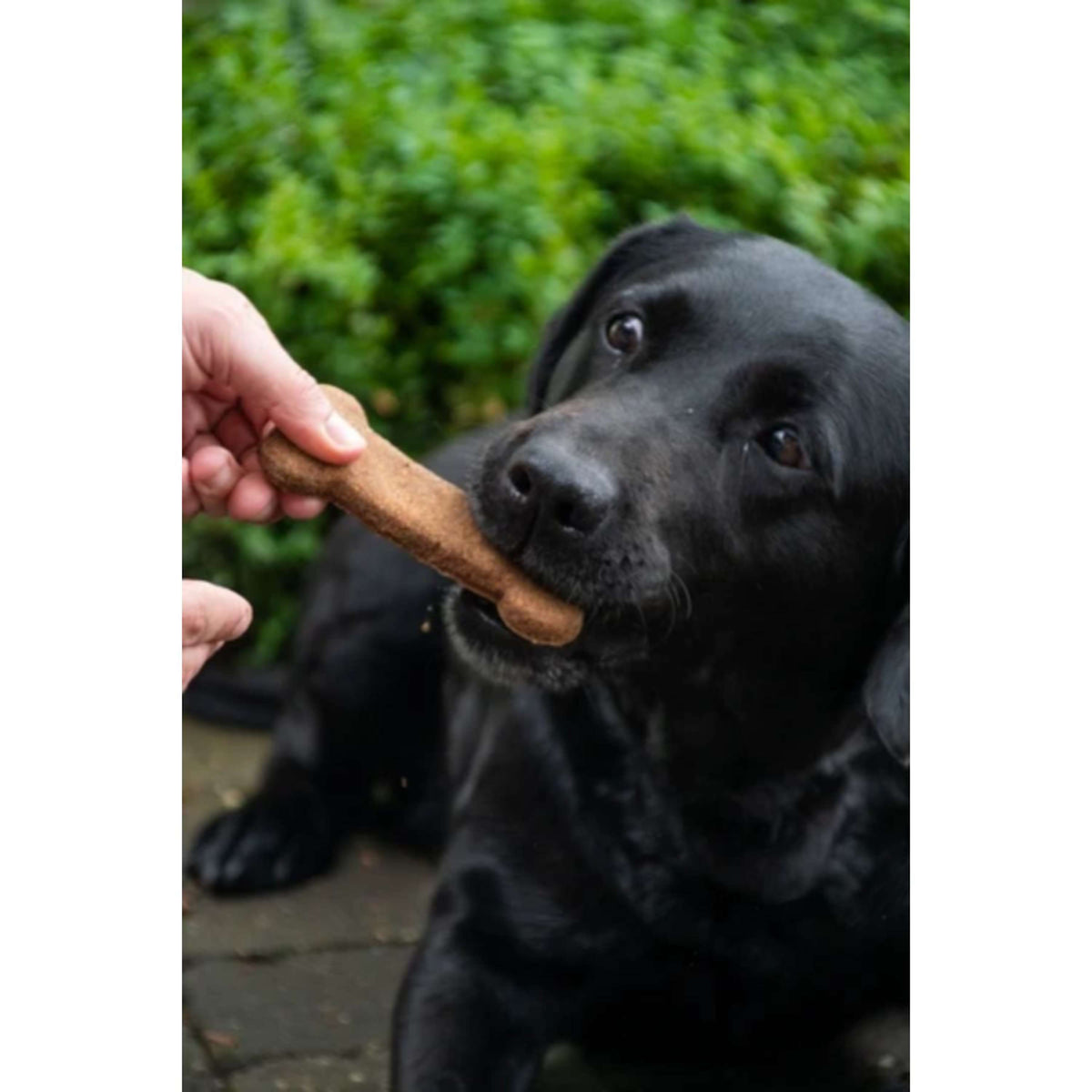 Bugbone Dog Snack 6 Pieces