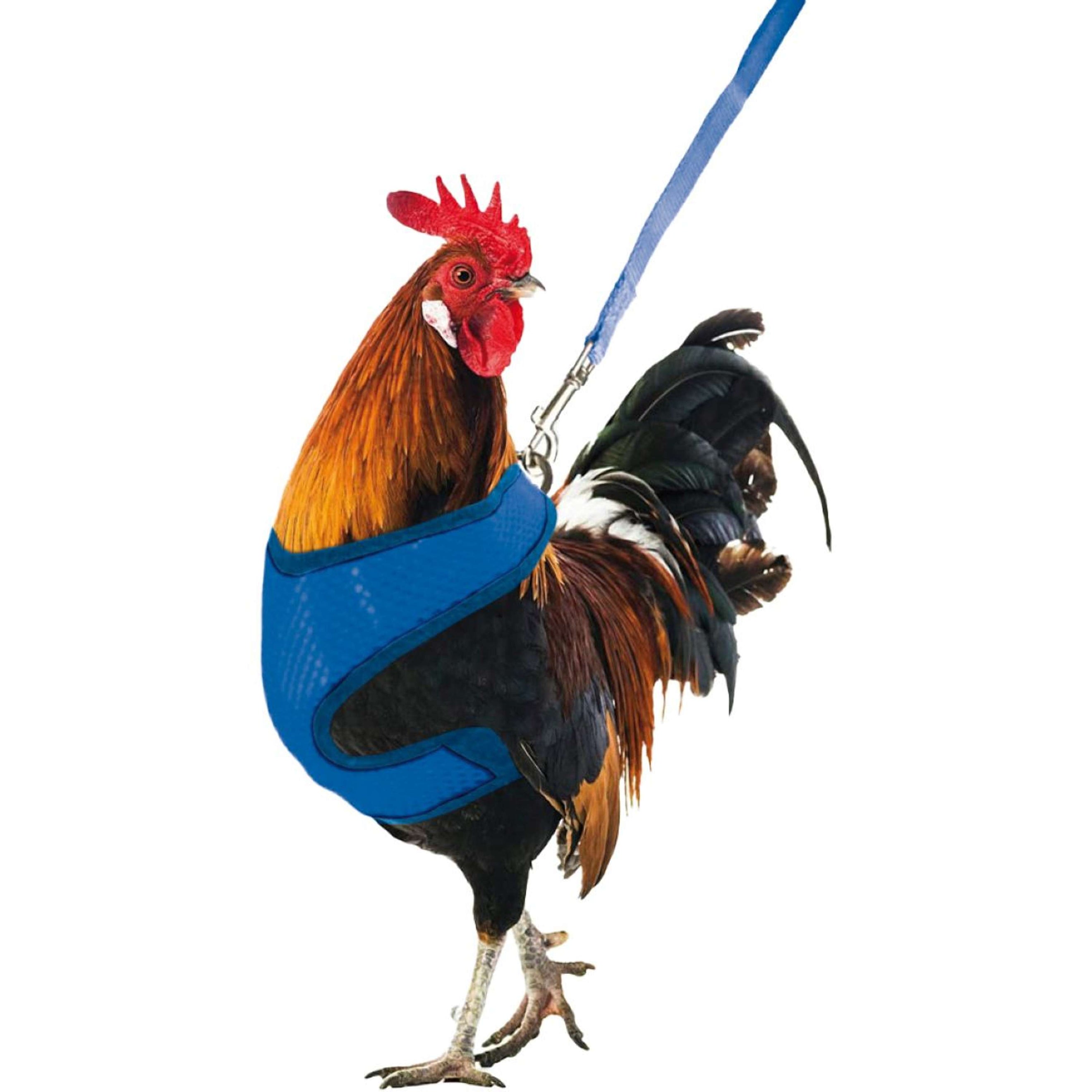 Gaun Chicken Harness