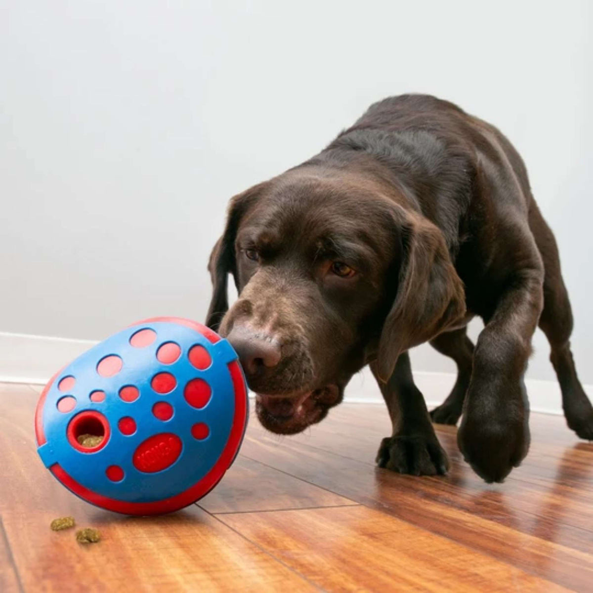 KONG Dog Toy Rewards Wally