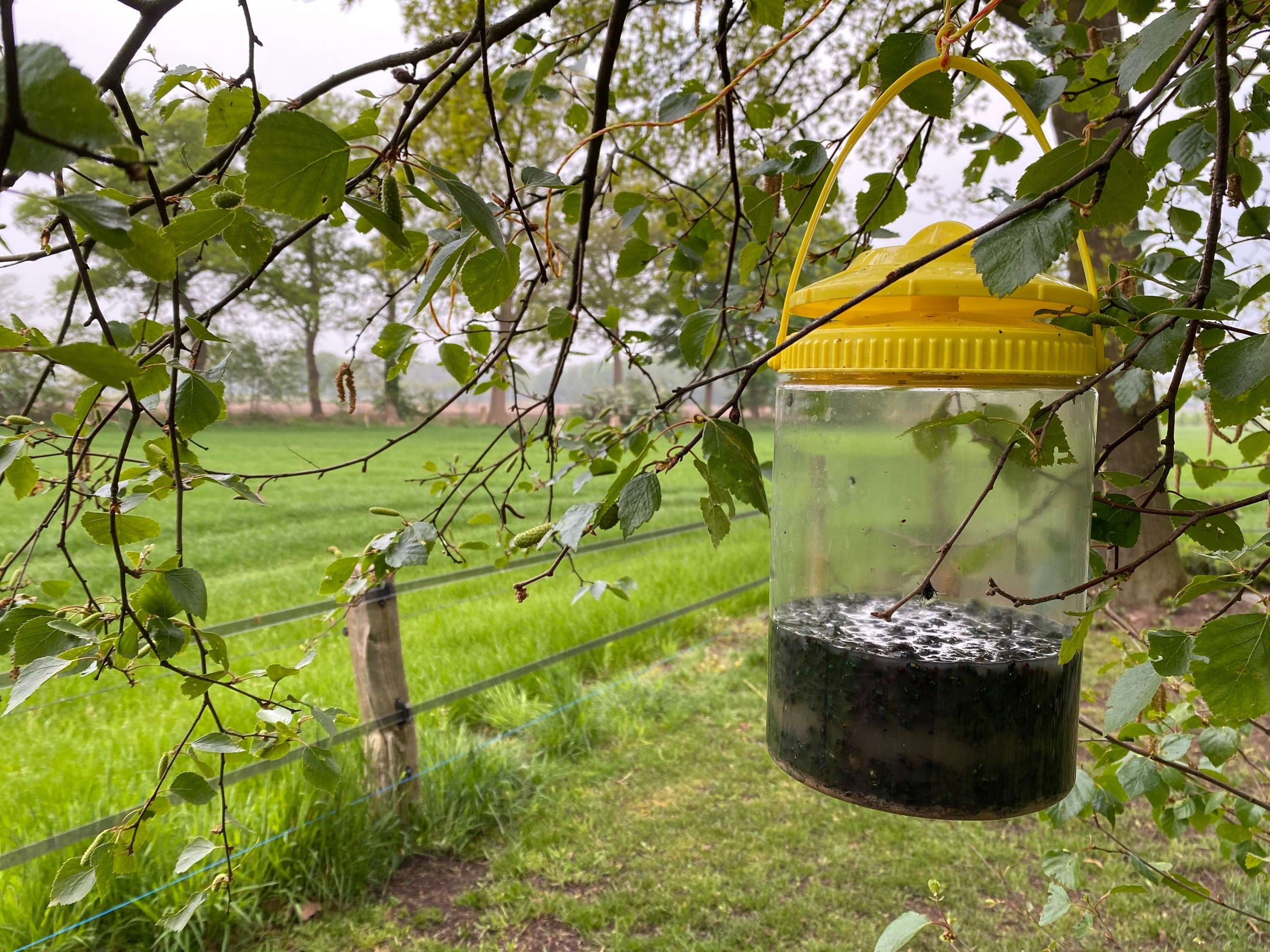 Knock Off Fly Trap FlyNip Knock Off Fly Trap FlyNip