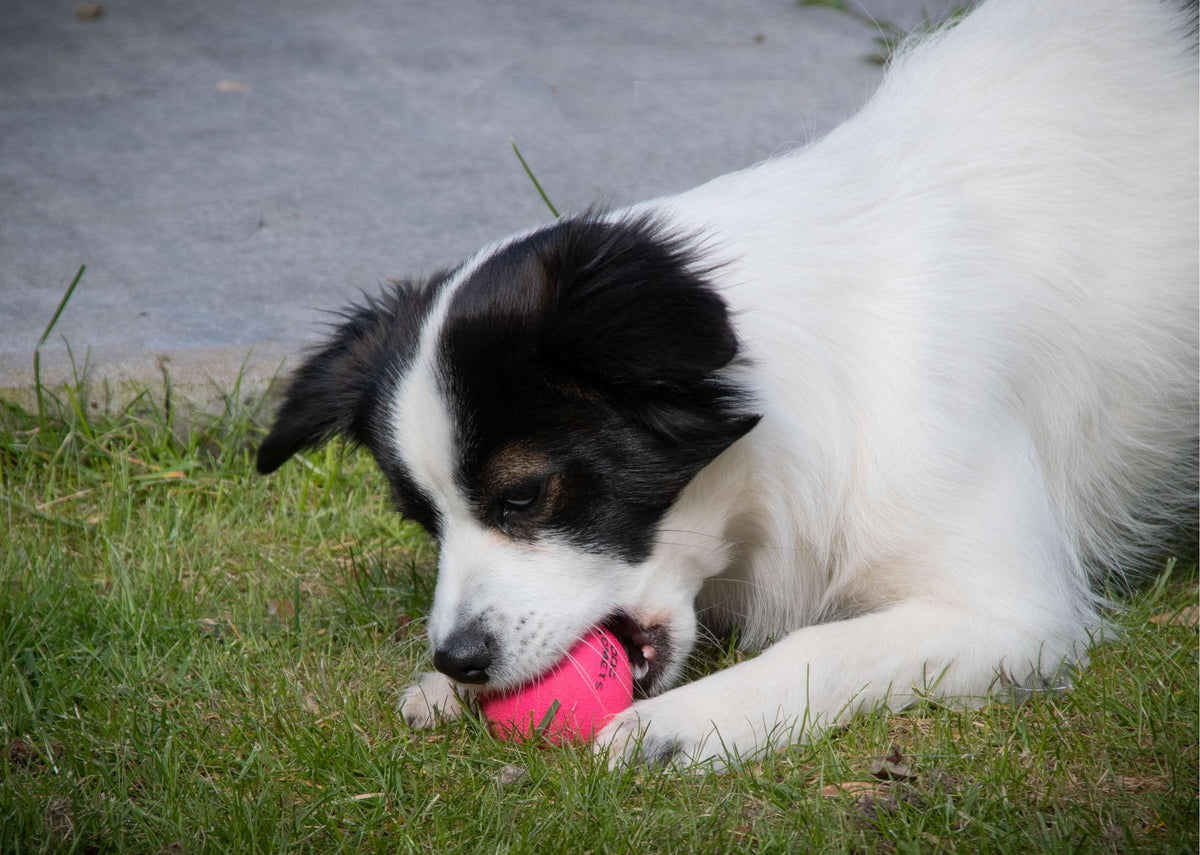 Dog Comets Ball Stardust Pink