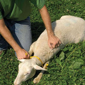 Agradi Sheep Keeper