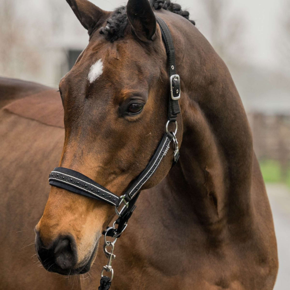 HORKA Head Collar Set Equestrian Pro Crystals & Pearls Black