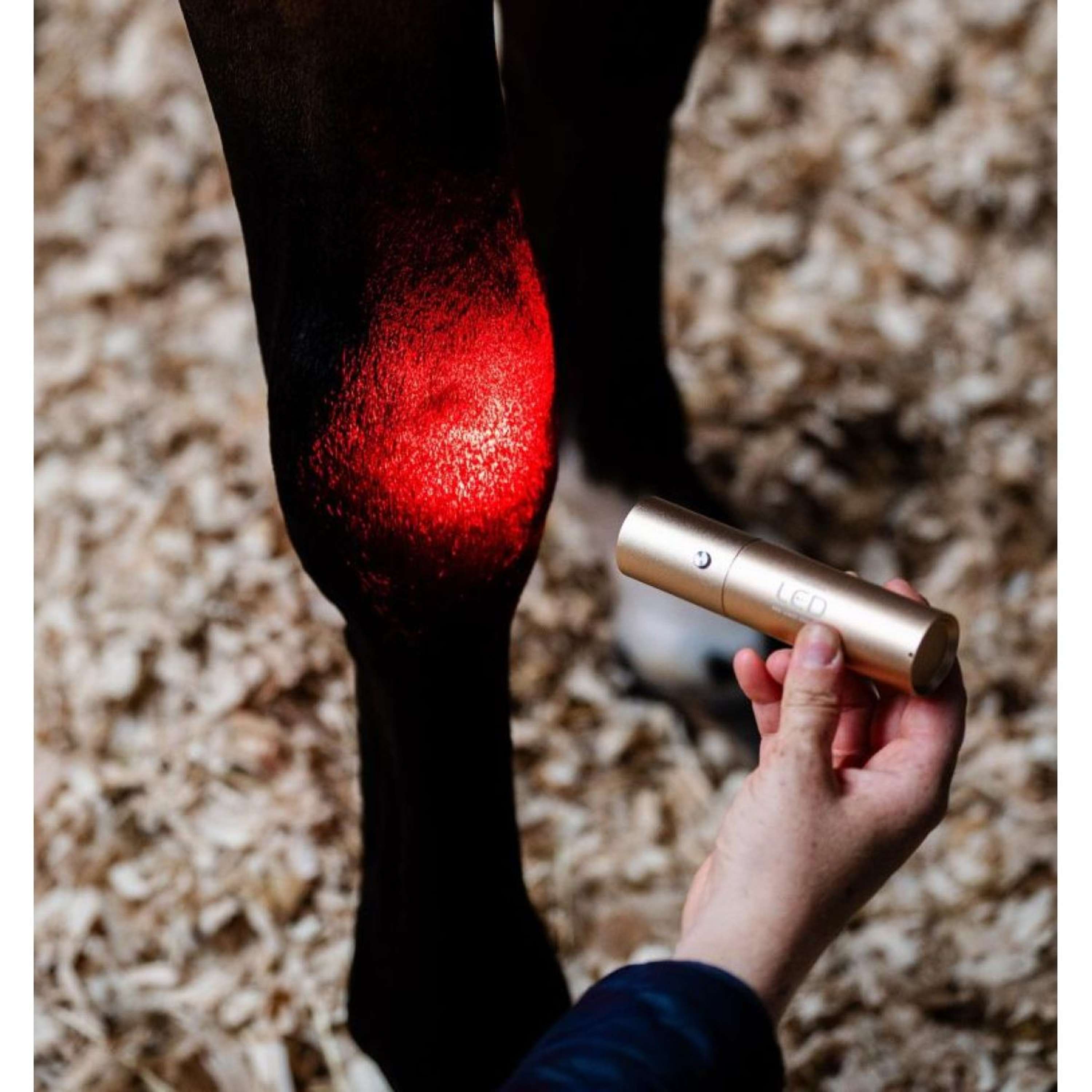 Horseware LED Red Light Therapy Wand Black