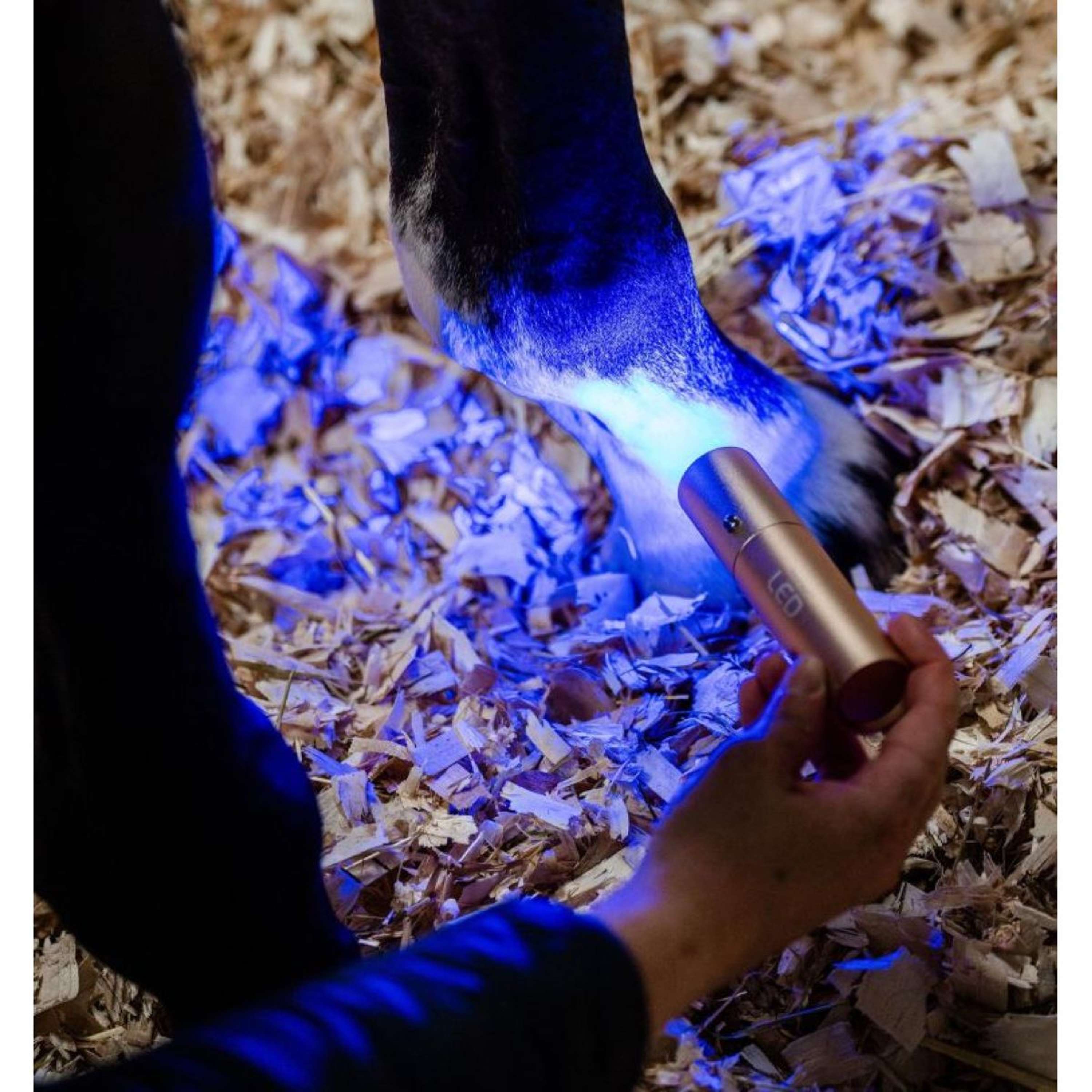 Horseware LED Red Light Therapy Wand Black