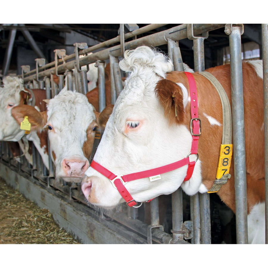 Kerbl Cattle Collar Red