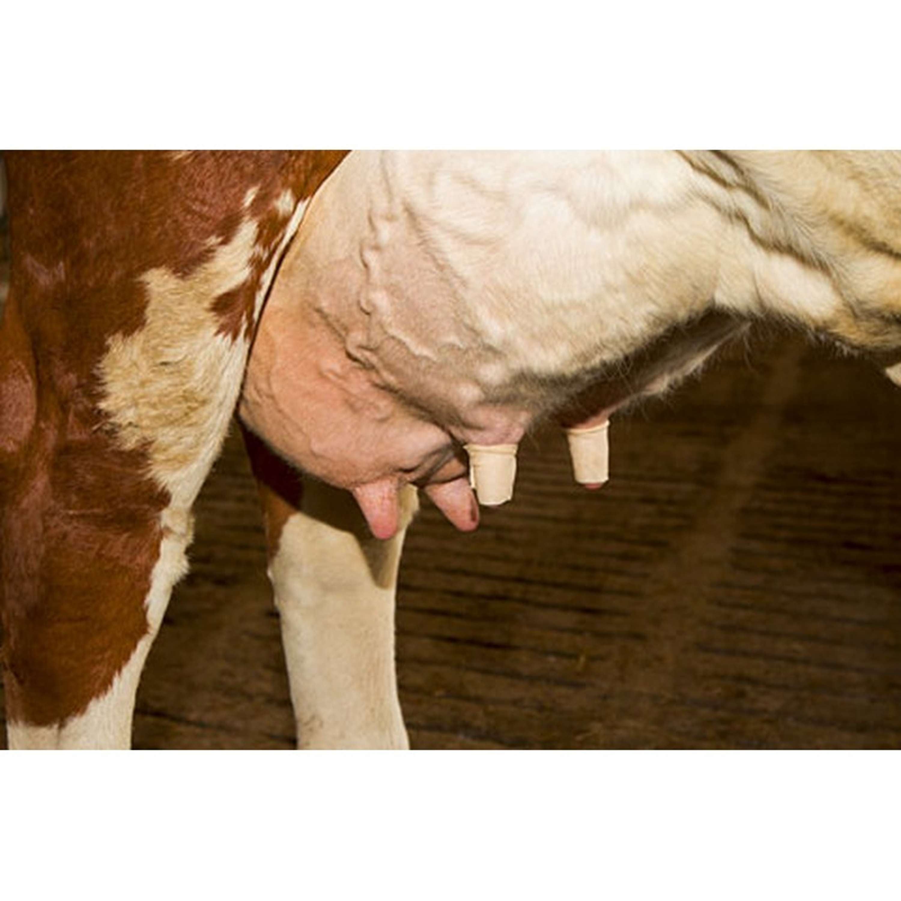 Kerbl Teat Bandage Udderosoft