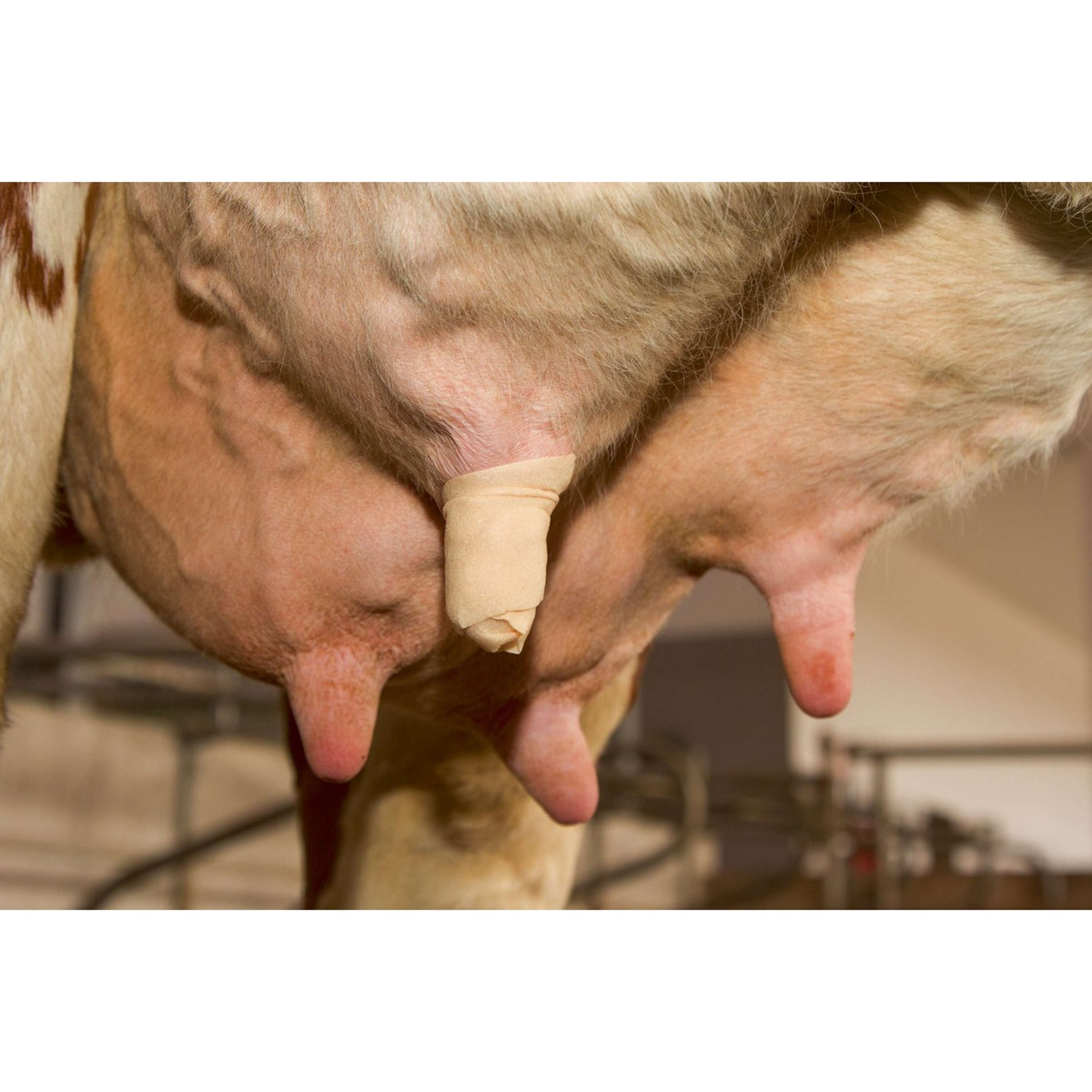 Kerbl Teat Bandage Udderosoft