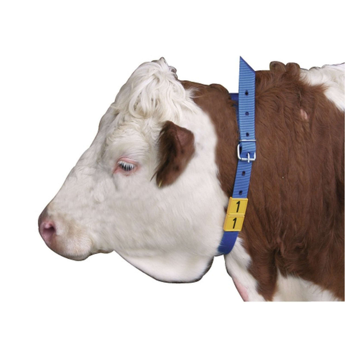 Kerbl Marking Neck Strap Blue