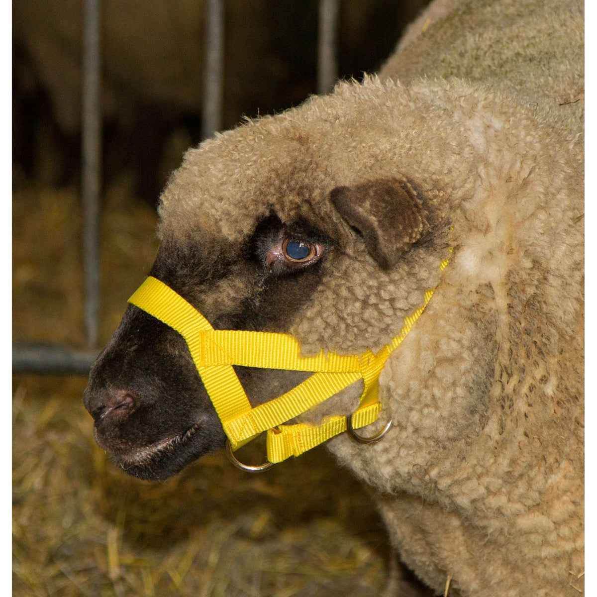 Kerbl Sheep and Ram Halter Yellow