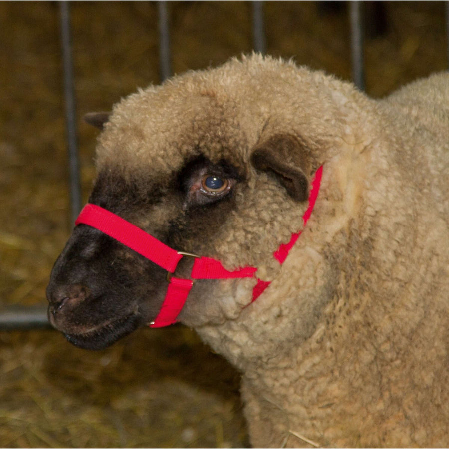 Kerbl Sheep and Ram Halter Red