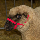 Kerbl Sheep and Ram Halter Red