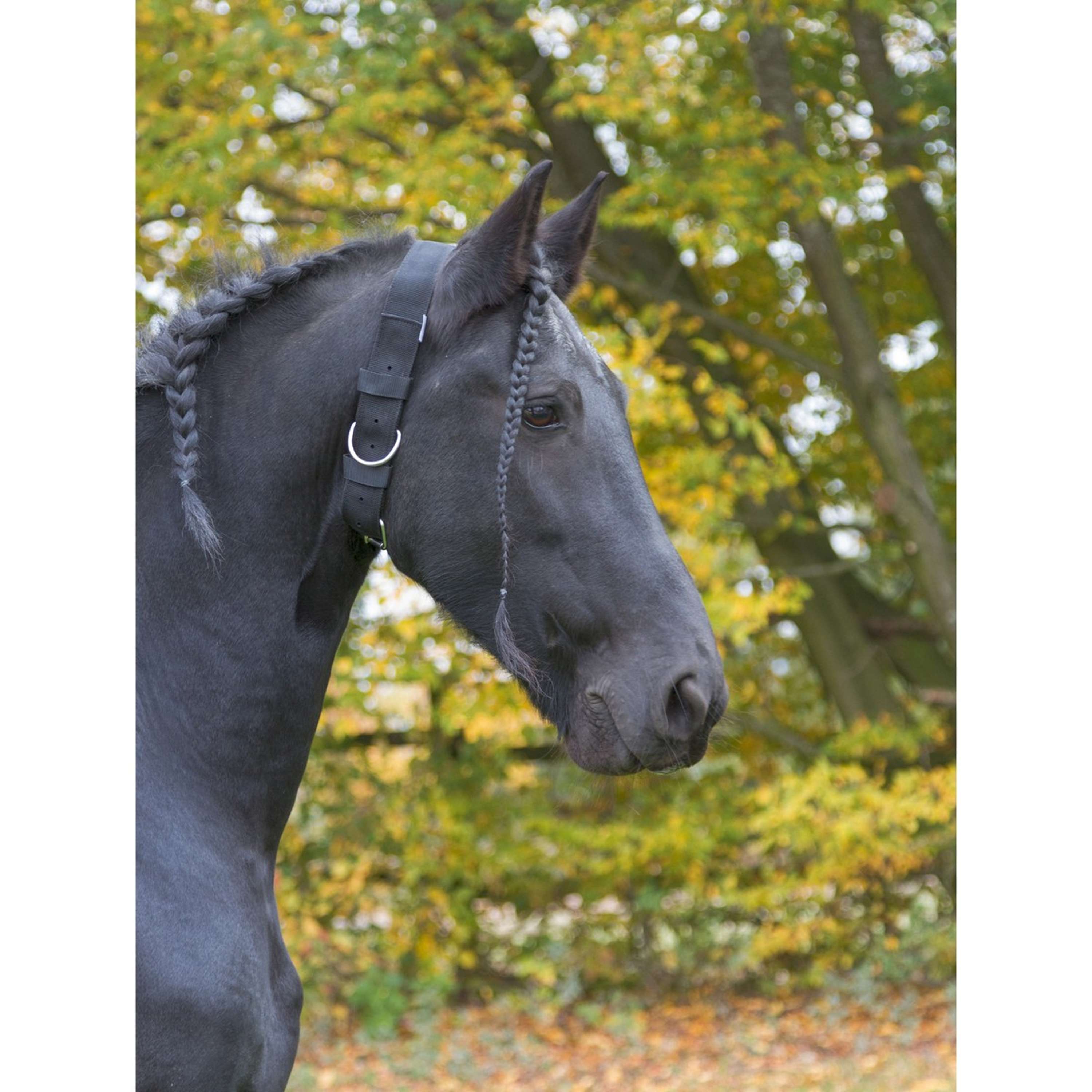 Kerbl Horse Collar Black
