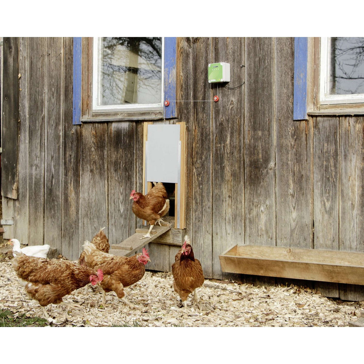 Kerbl  Automatic Chickendoor Set