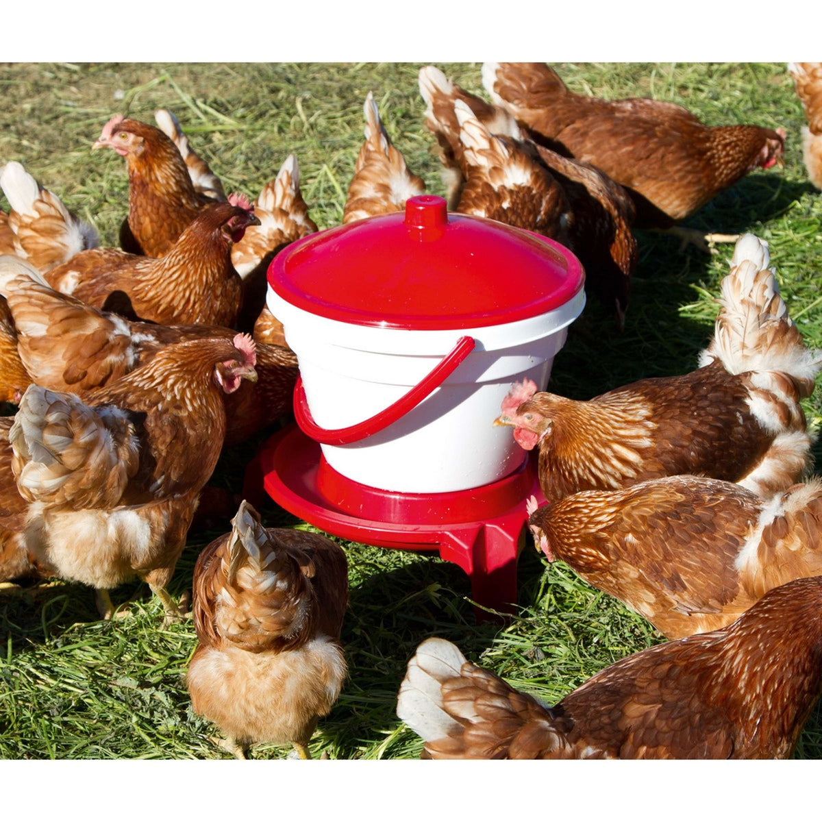 Kerbl Poultry Waterer