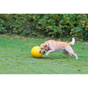 Kerbl Dog Playing Ball Yellow