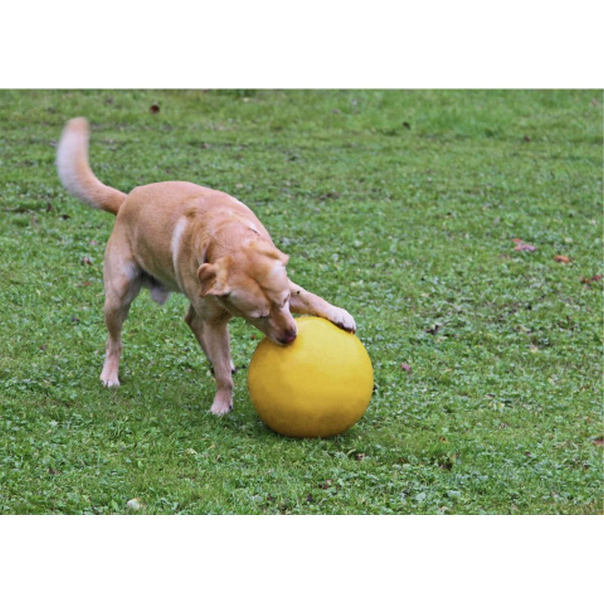 Kerbl Dog Playing Ball Yellow