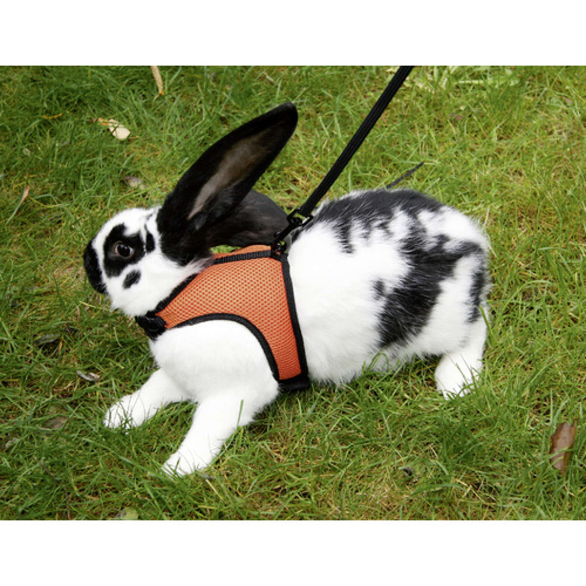 Kerbl Rodent Harness Sport