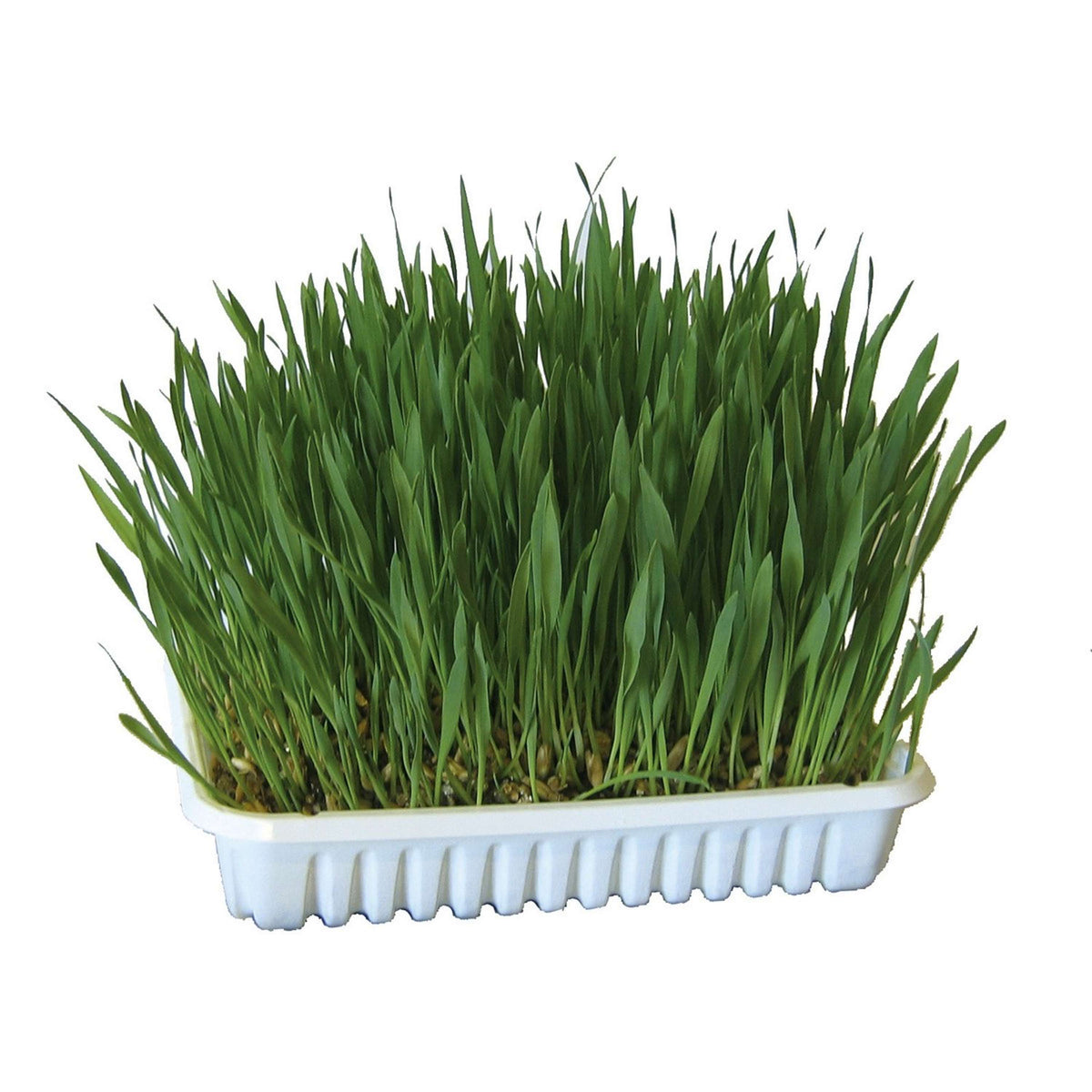 Kerbl Cat Grass Green Green