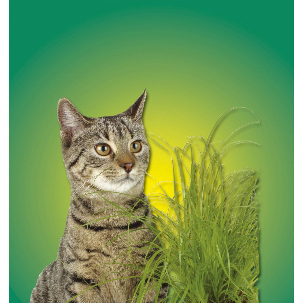 Kerbl Cat Grass Green Green