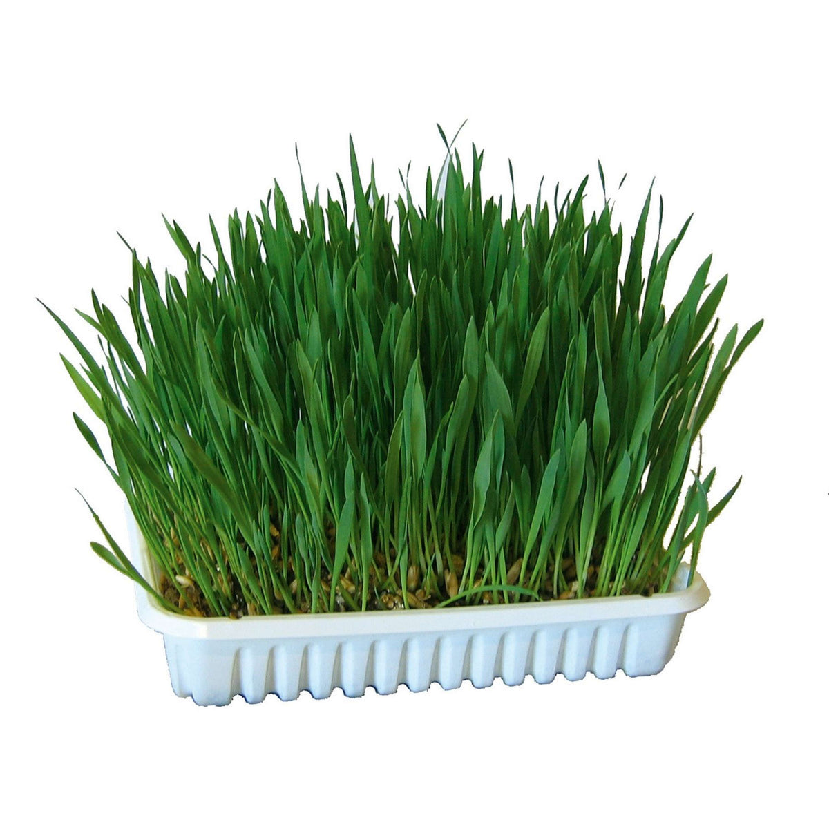 Kerbl Rodent Grass