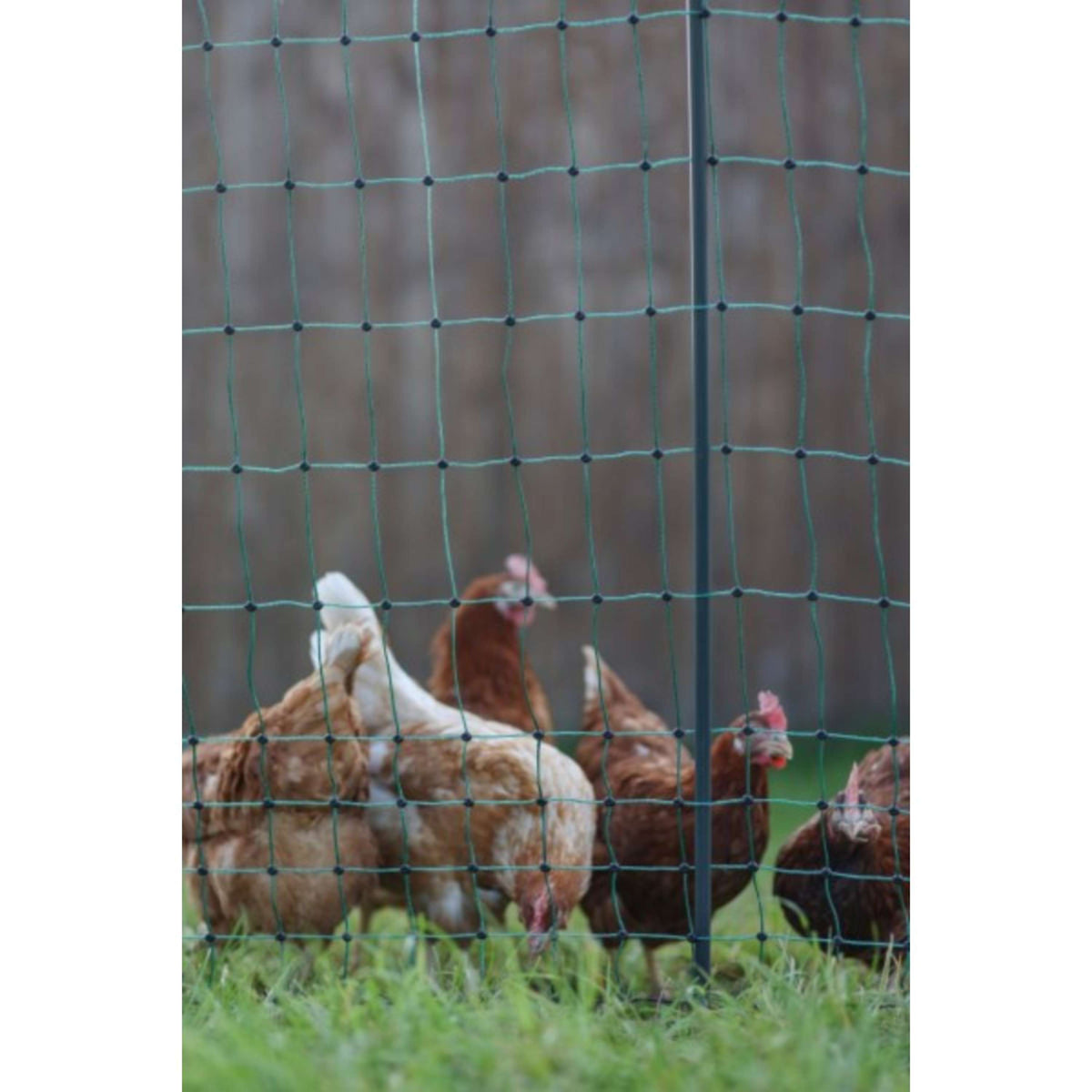 Ako Poultry Net Premium Electified Double Pen Green