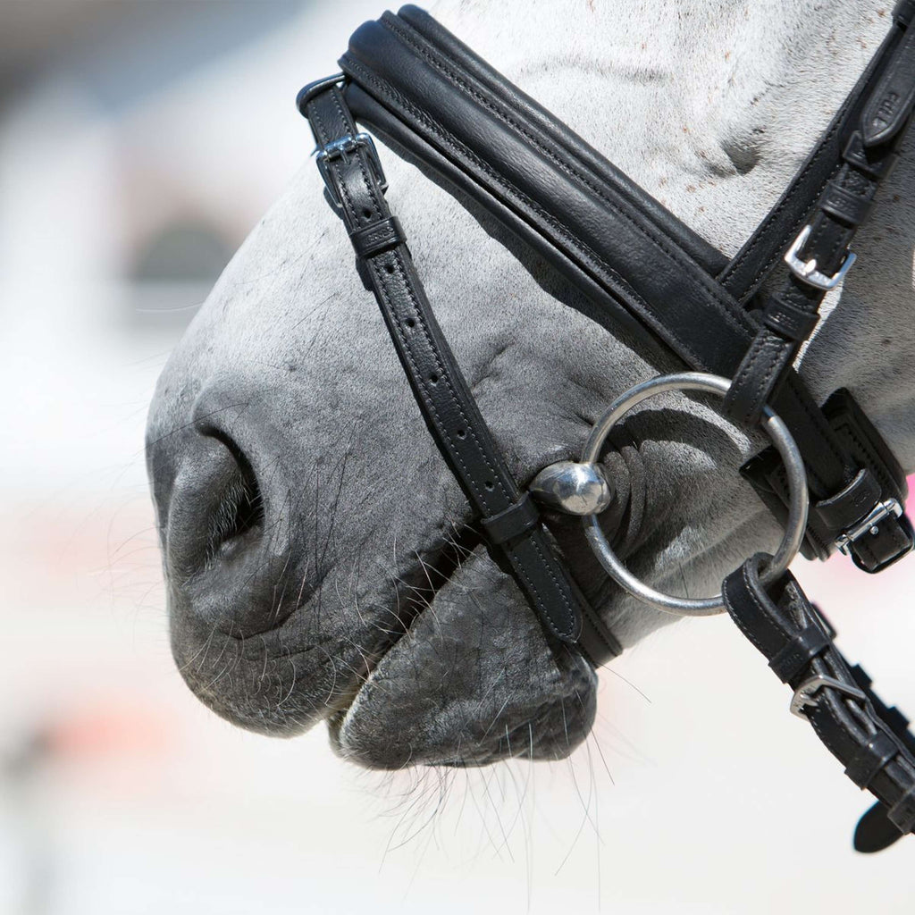 Kieffer Snaffle Bridle Economy Ultrasoft, English, Black Lined, 45mm Black