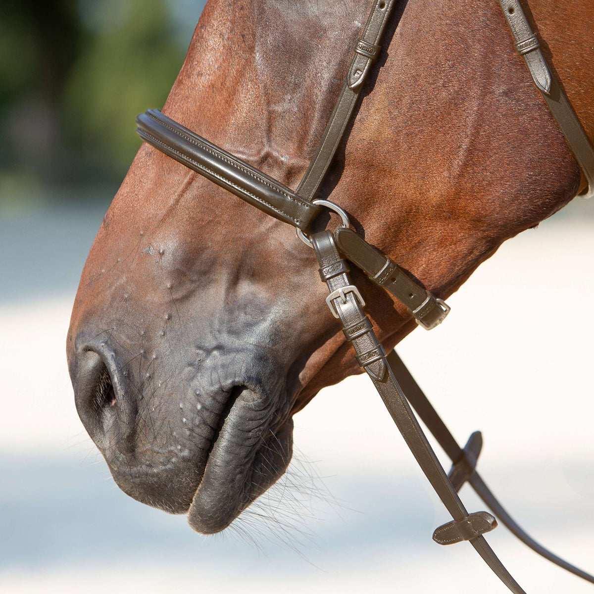 Kieffer Bit-less Bridle Kendra with Buckle, Anatomic Lined Brown