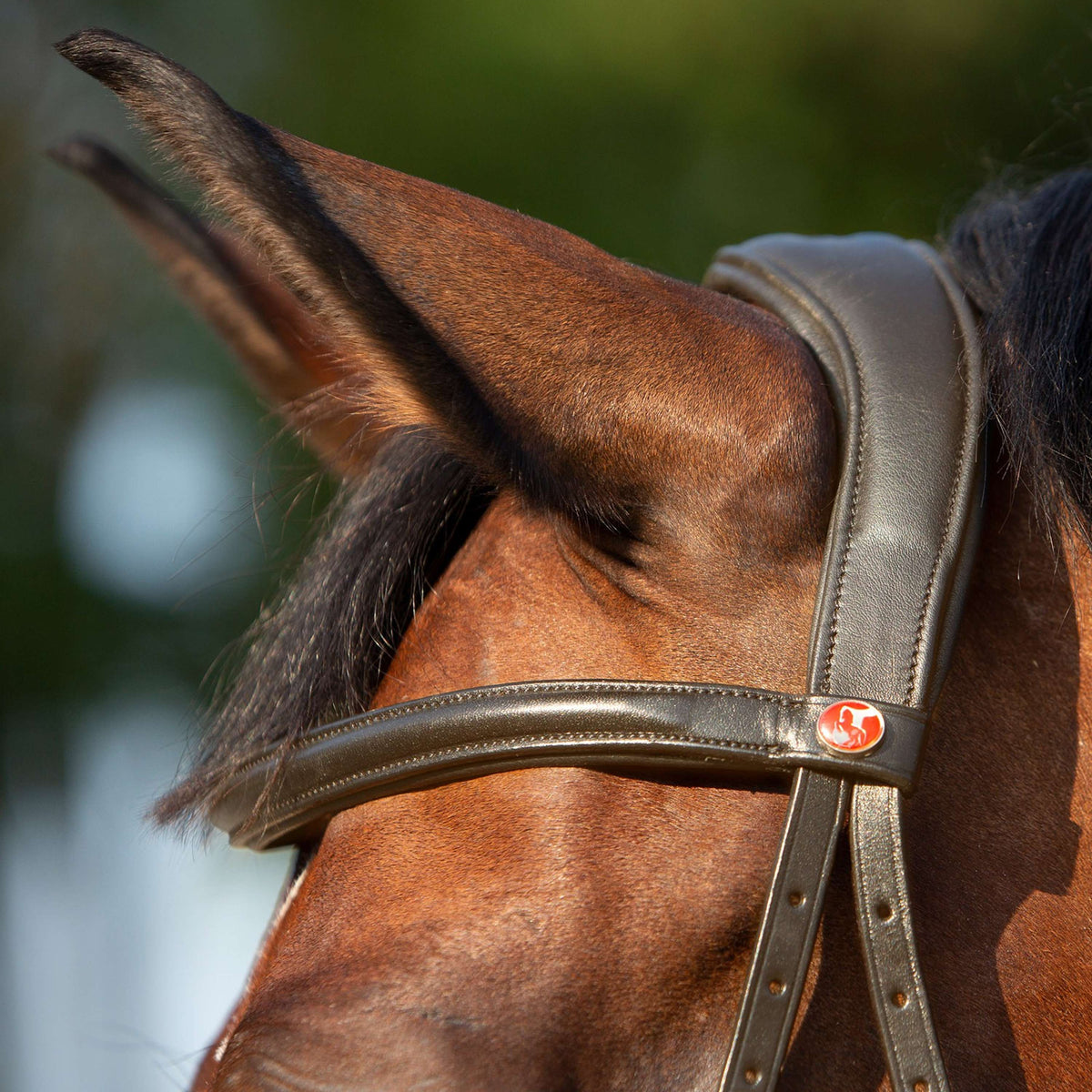 Kieffer Bit-less Bridle Kendra with Buckle, Anatomic Lined Brown