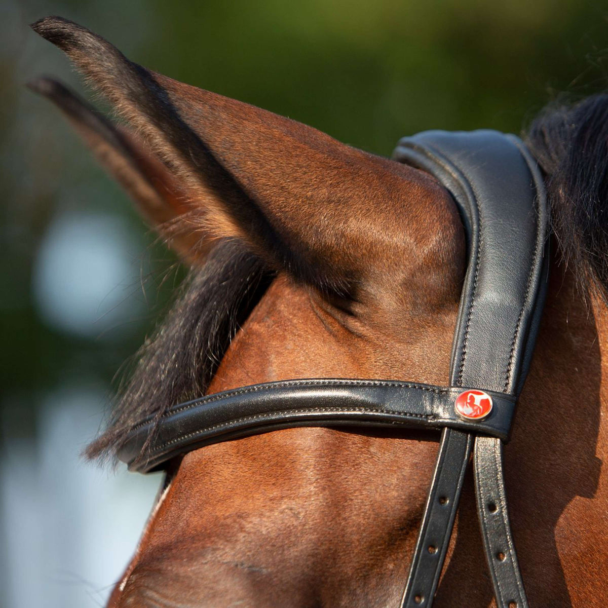 Kieffer Bit-less Bridle Kendra with Buckle, Anatomic Lined Black