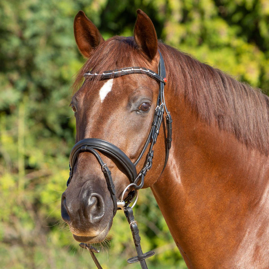 Kieffer Bridle Ultrasoft Economy II Black