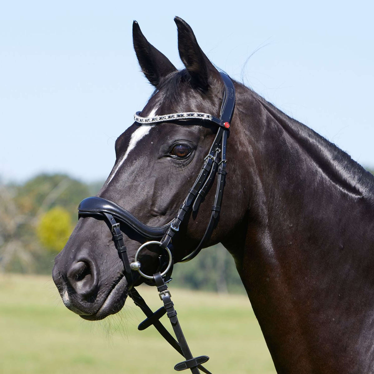 Kieffer Browband Collection Viola Black Shades