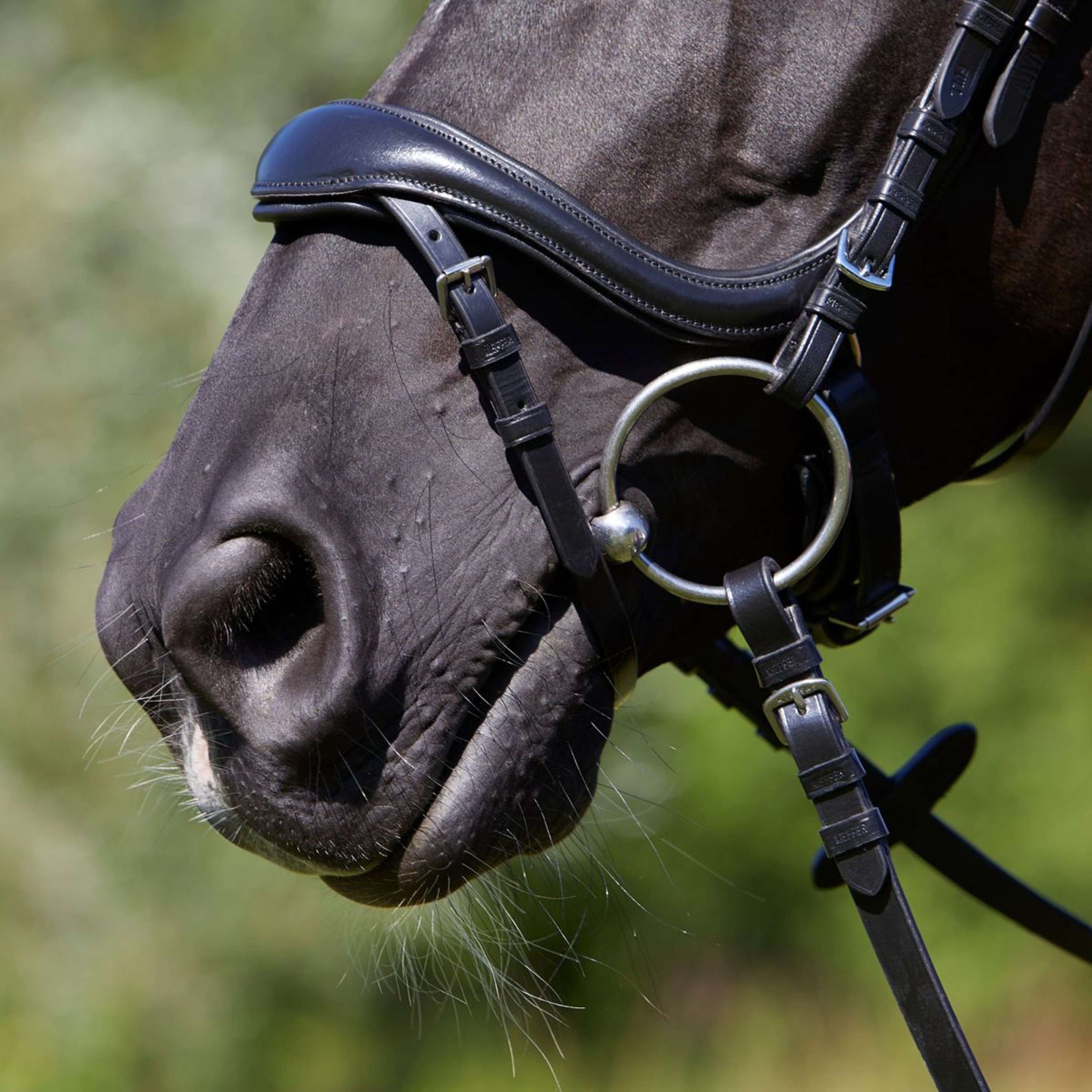 Kieffer Snaffle Bridle Viola Swedish with Buckle and Flash strap Black