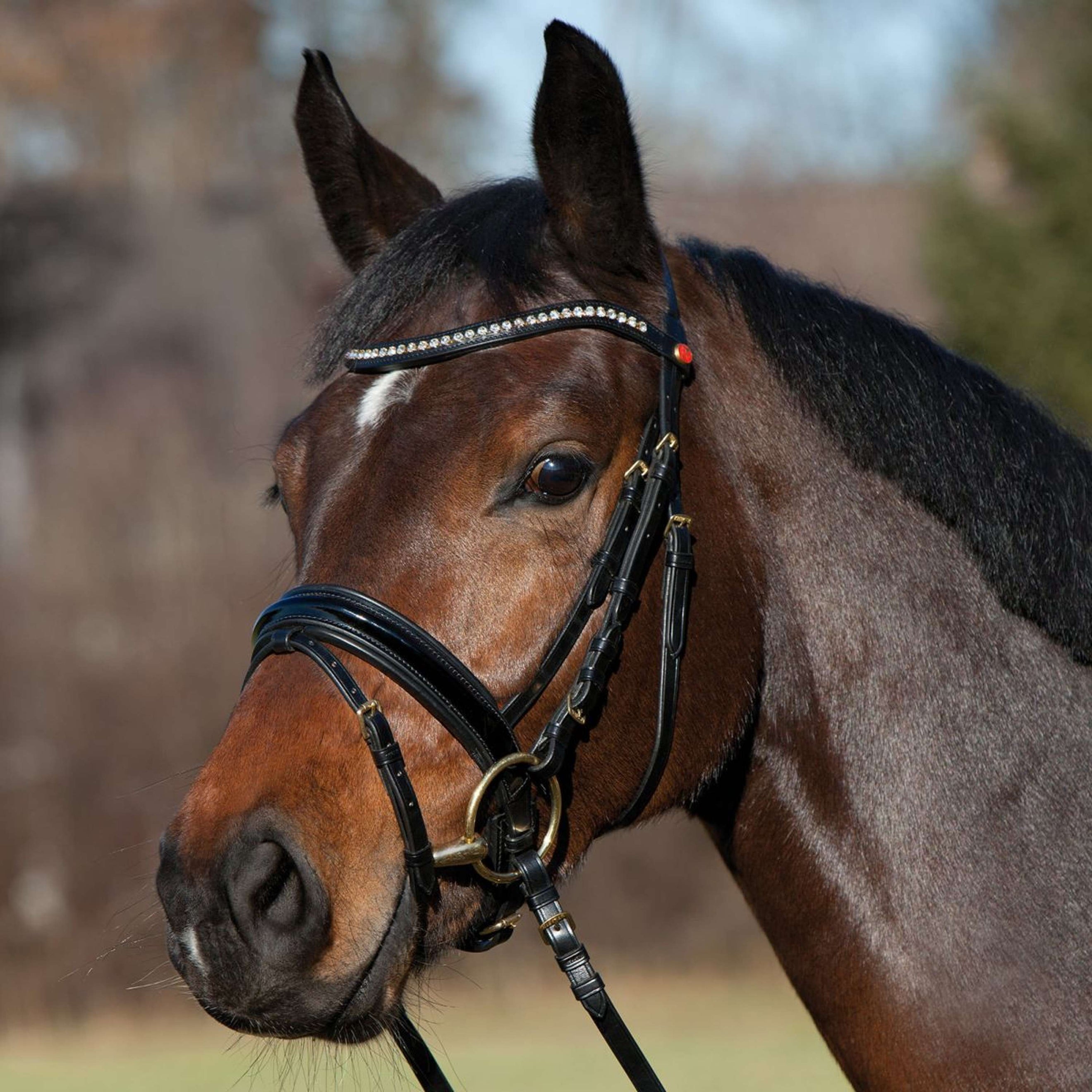 Kieffer Snaffle Bridle Comfort Paris English Noseband with Flash strap, Black Lined, Lak, 40mm Black