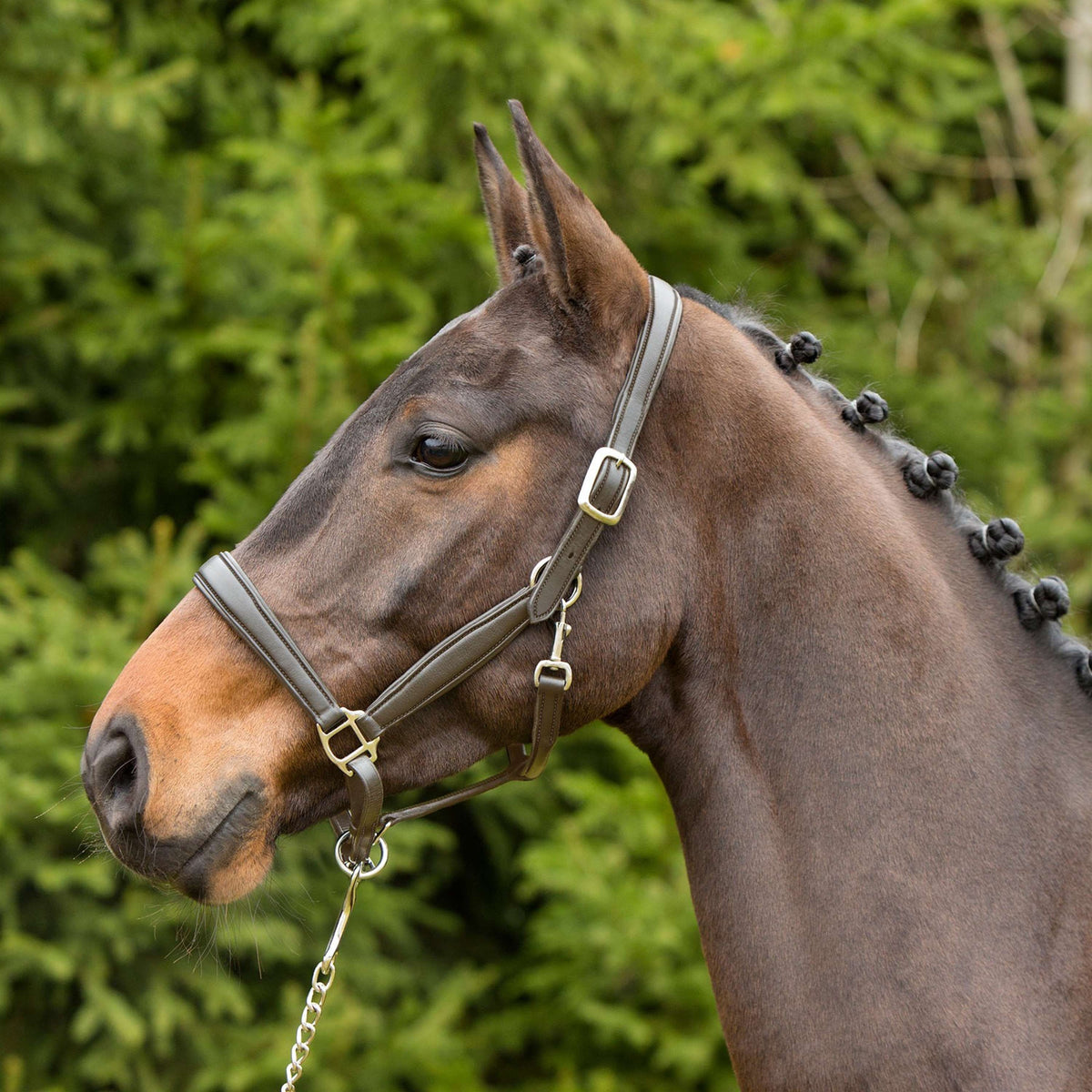 Kieffer Head Collar Leather, Ultrasoft Lined Brown