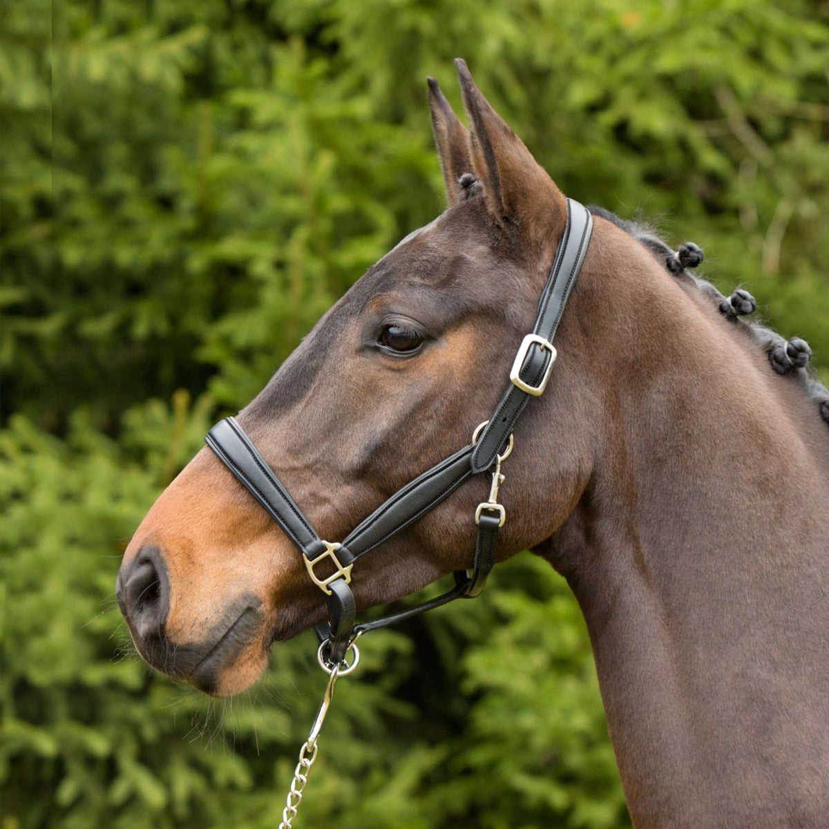 Kieffer Head Collar Leather, Ultrasoft Lined Black