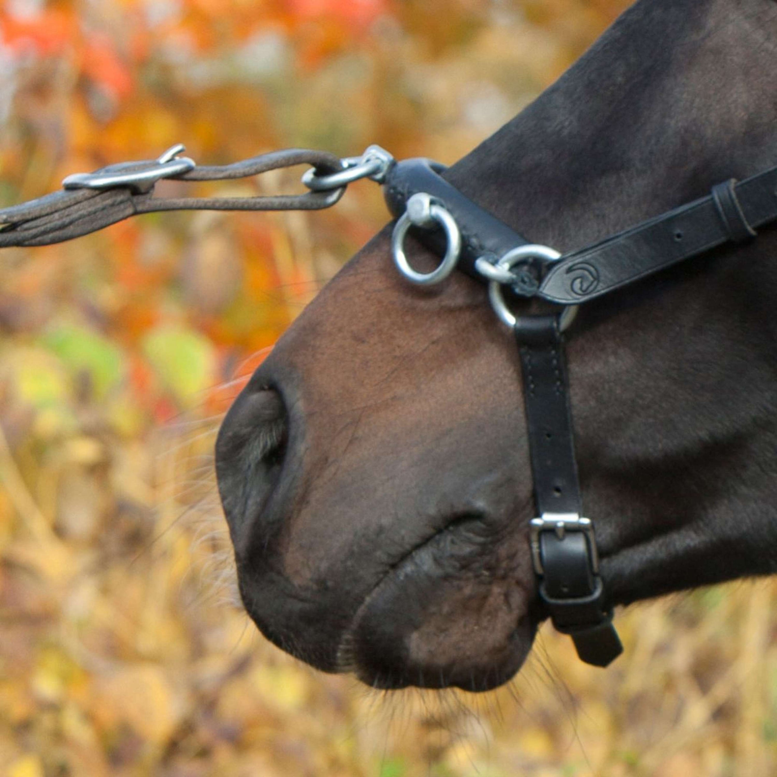 Kieffer Cavesson Perfect Black Kieffer Cavesson Perfect Black